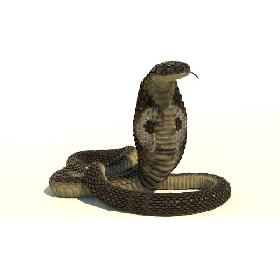 Indian Cobra Rigged Animated 3D